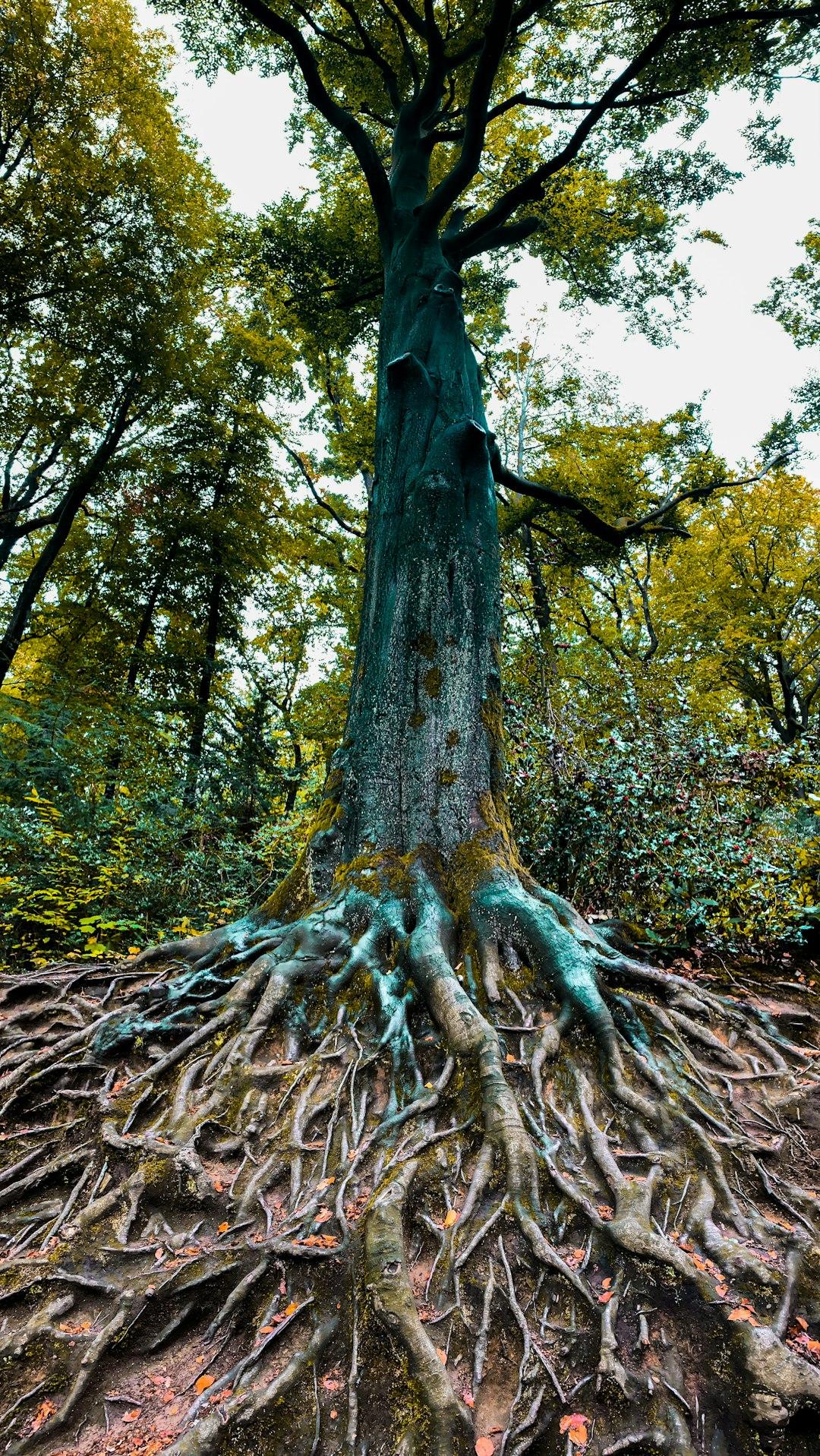 Roots reaching into warm soil
