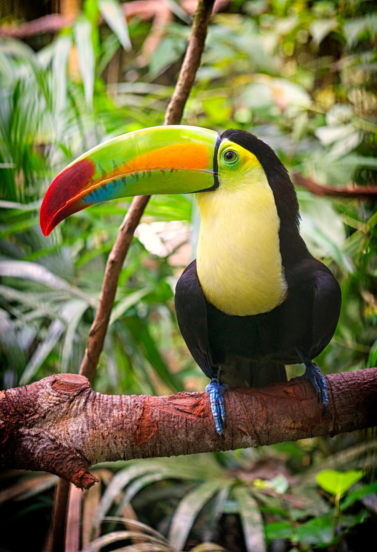 Keel-billed toucan