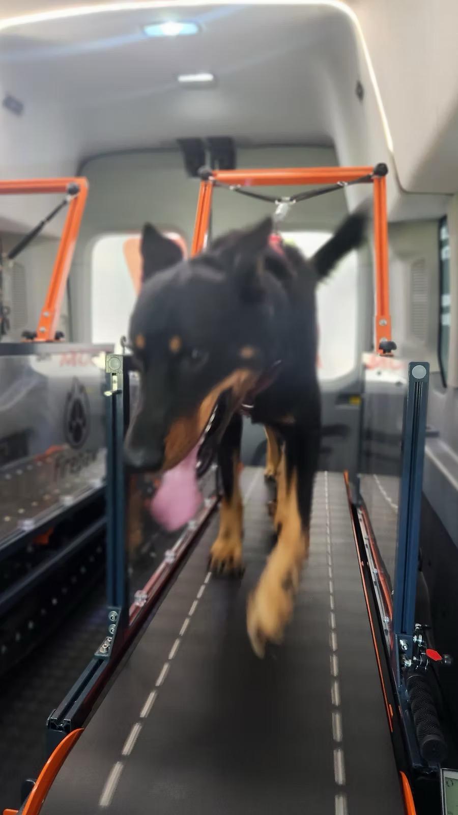 A dog during a structured conditioning session