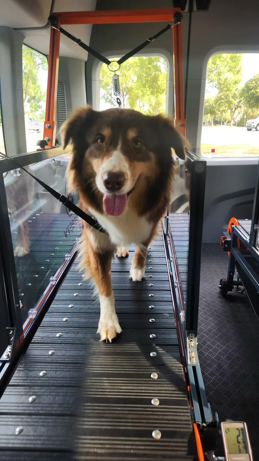 A dog exercising in the FitK9 mobile gym