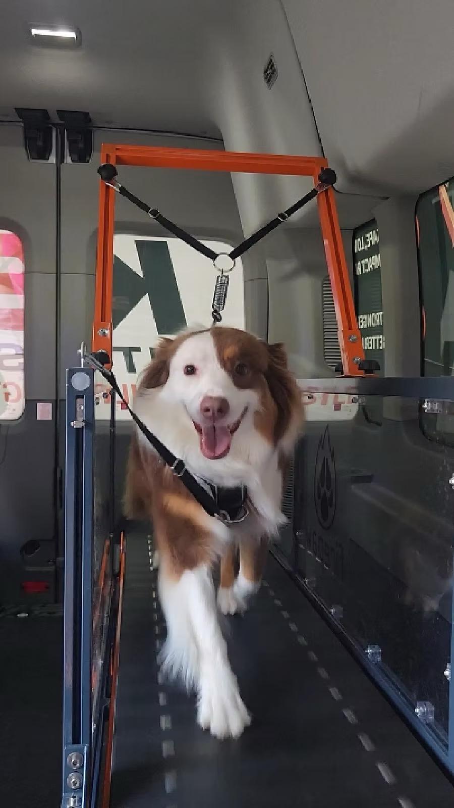 A dog exercising during a FitK9 session