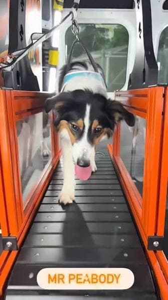 A dog engaged and happy during exercise
