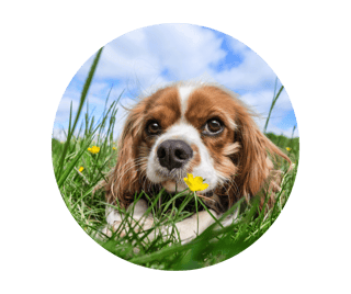 therapy-dog-compatibility-quiz