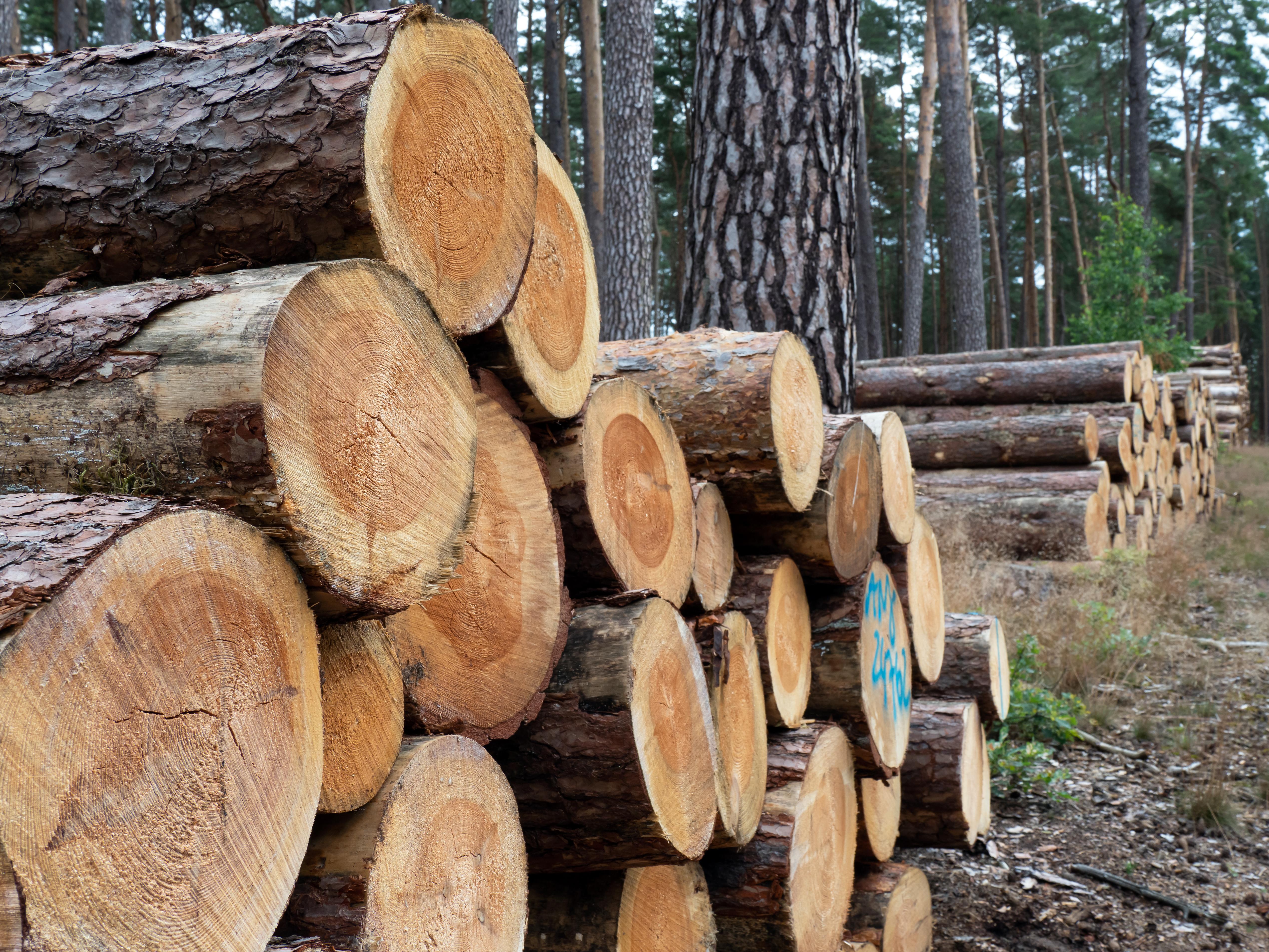 Holz für frischen Zellstoff