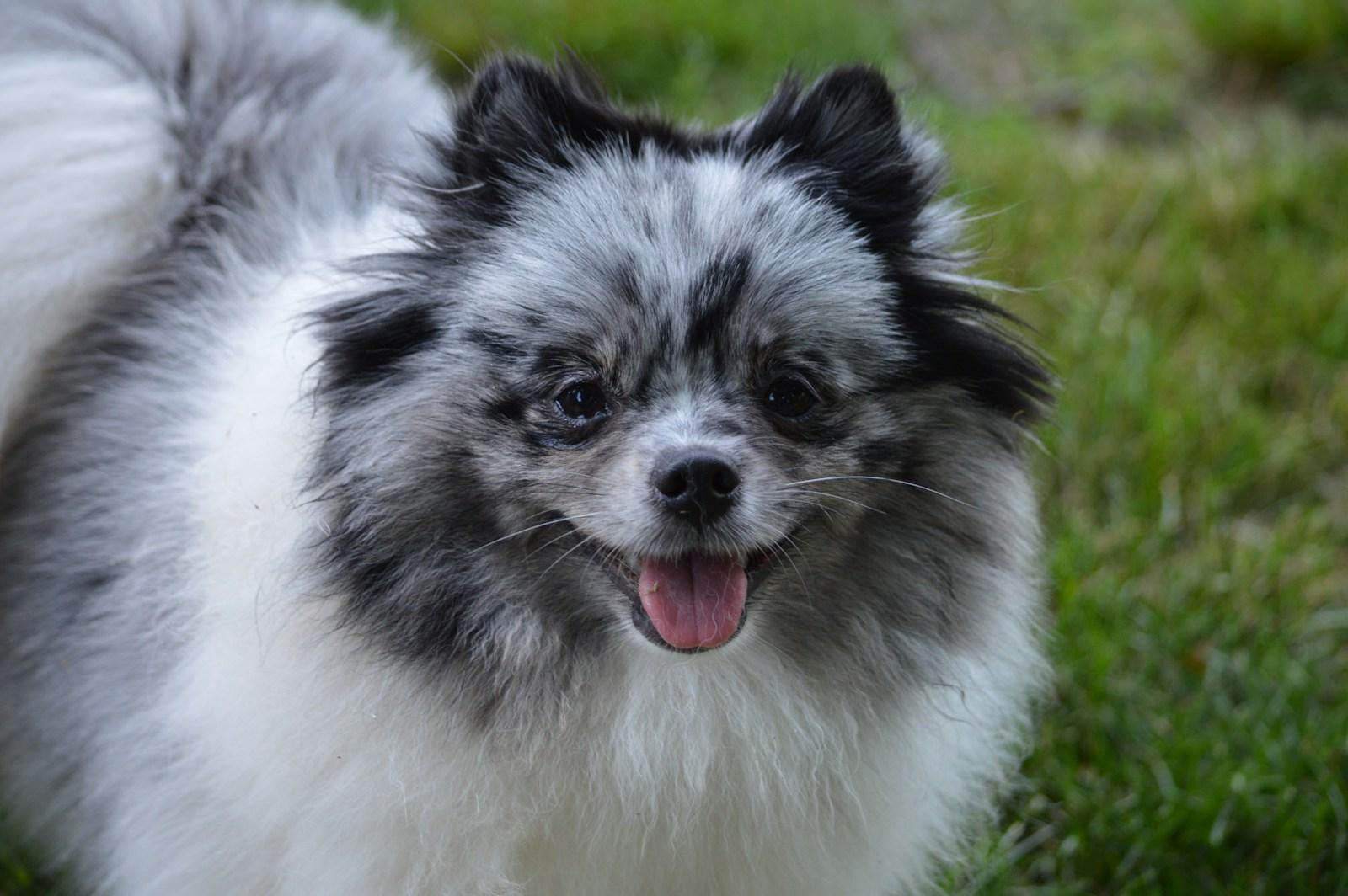 Happy Pomeranian