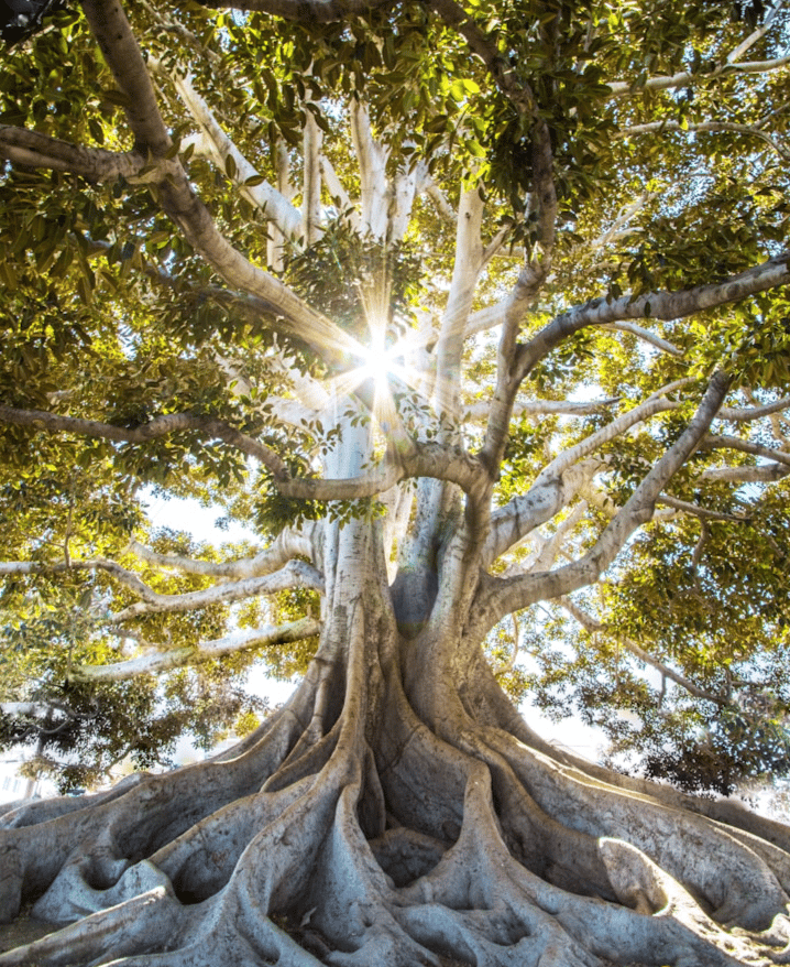 Huge Fig Tree representing inspiration and hope