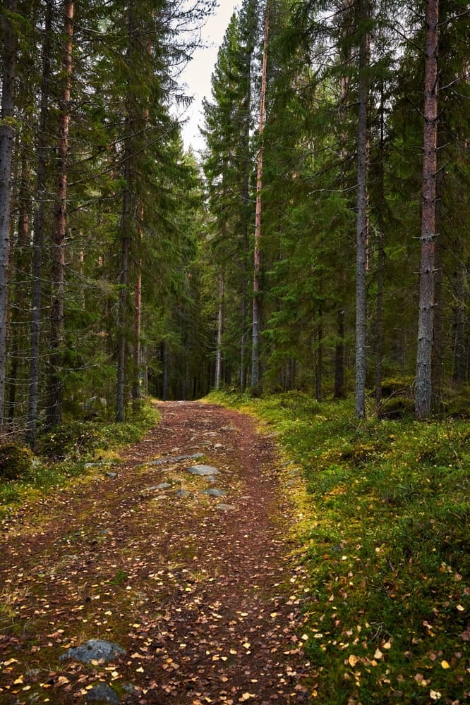 Path